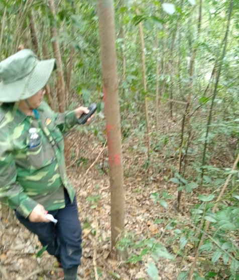 Khai thác tận dụng gỗ loài thực vật rừng nguy cấp, quý, hiếm và Khai thác tận dụng gỗ loài thực vật rừng thông thường từ rừng tự nhiên trên diện tích chuyển mục đích sử dụng rừng sang mục đích khác để thực hiện Dự án thành phần số 02 tỉnh Quảng Trị thuộc